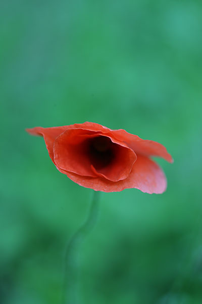 coquelicot